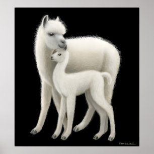 Poster do amor da alpaca
