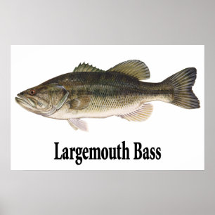 Poster do baixo Largemouth