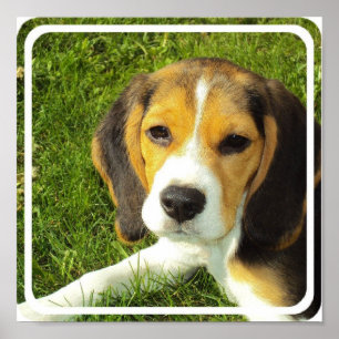 Poster do beagle