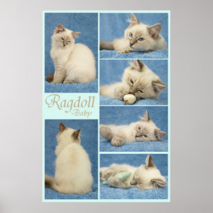 Poster do bebê de Ragdoll