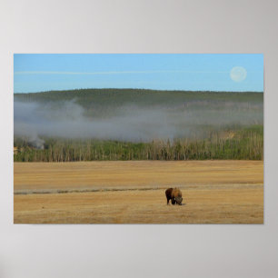 Poster do bisonte de Yellowstone