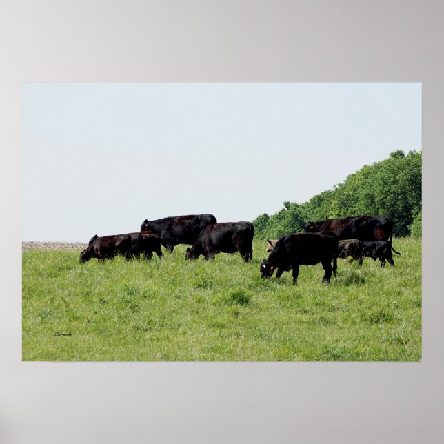 Poster do Bovinos Black Angus (Frente)