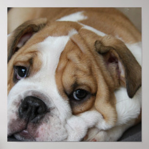 Poster do buldogue do sono