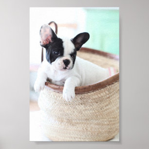 Poster do buldogue francês