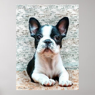 Poster do buldogue francês