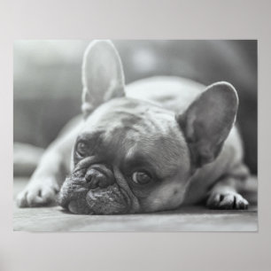 Poster do buldogue francês