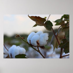 Poster do campo do algodão