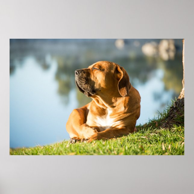 Poster do cão Boerboel (Frente)