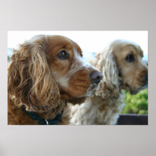 Poster do cão de cocker spaniel do inglês