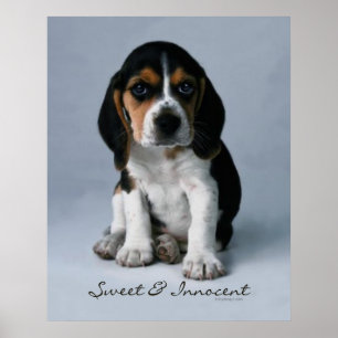 Poster do cão de filhote de cachorro do lebreiro