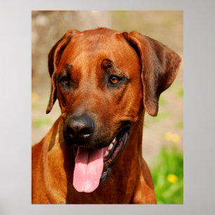 Poster do cão de Rhodesian Ridgeback