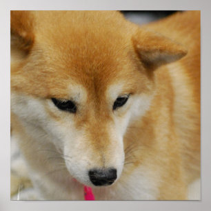Poster do cão de Shiba Inu