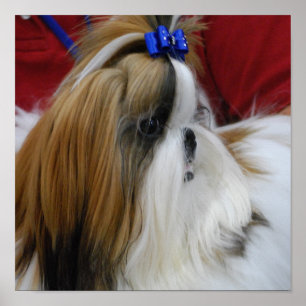 Poster do cão de Shih Tzu