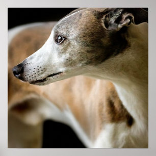 Poster do cão do galgo