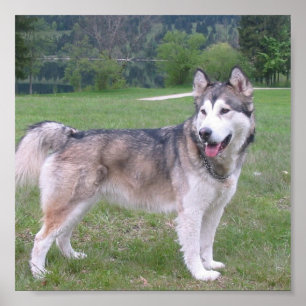 Poster do cão do Malamute do Alasca