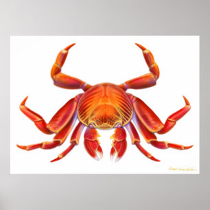 Poster do caranguejo de Sally Lightfoot