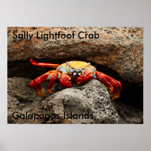 Poster do caranguejo de Sally Lightfoot
