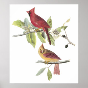 Poster do cardeal de Audubon