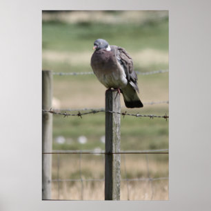 Poster do cargo do pombo