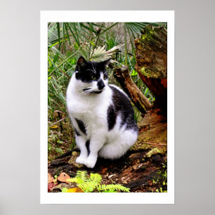 POSTER DO CAT