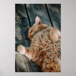Poster do Cat Nap 11 Canvas Premium (Gloss)