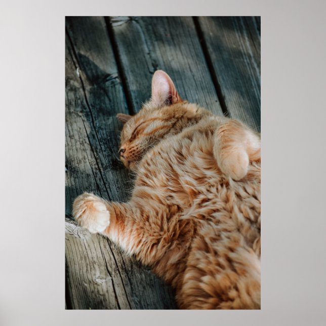 Poster do Cat Nap 11 Canvas Premium (Gloss) (Frente)
