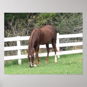 Poster do cavalo: Americano Saddlebred que pasta