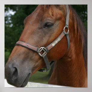 Poster do cavalo da castanha