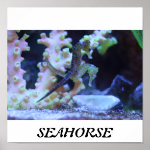 Poster do cavalo marinho