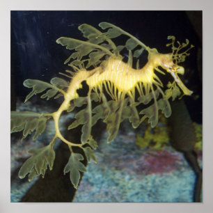 Poster do cavalo marinho