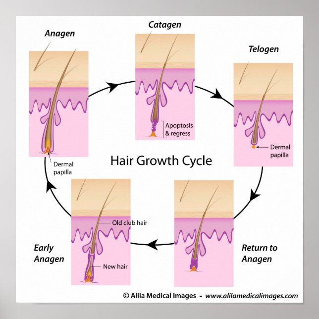 Poster do ciclo de crescimento do cabelo (Frente)