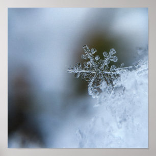 Poster do close up do floco de neve