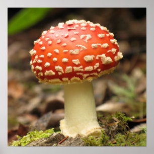 Poster do cogumelo do amanita
