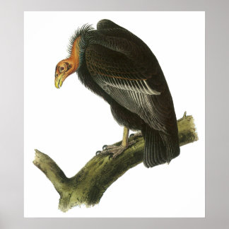 Poster do Condor da Califórnia Audubon