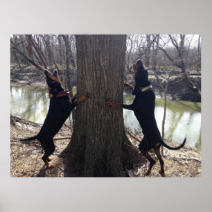 Poster do Coon Hounds Treing