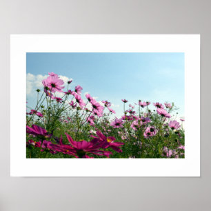 Poster do Cosmos Flowers do Japão