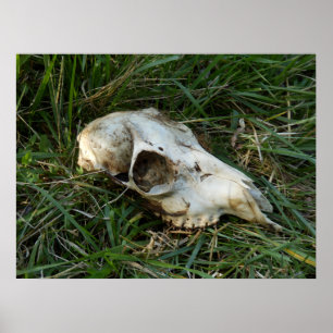 Poster do crânio dos cervos