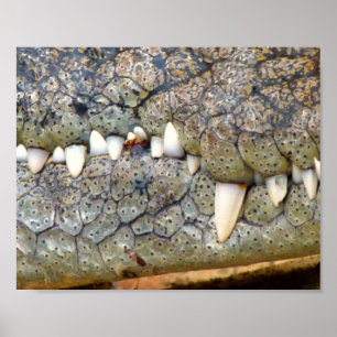 Poster do dente de crocodilo alligador