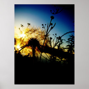 Poster do dente-de-leão