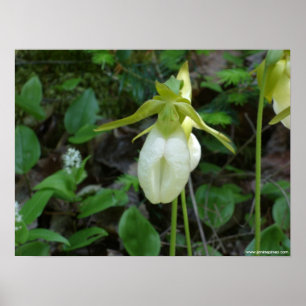 Poster do deslizador de senhora