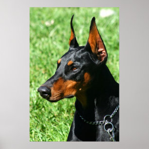 Poster do Doberman