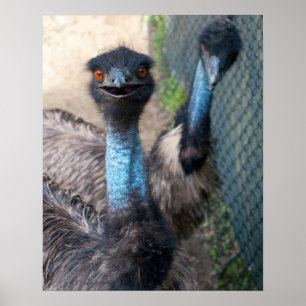 Poster do Emu
