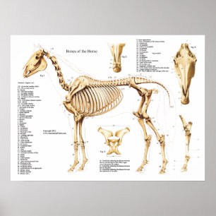 Poster do esqueleto da anatomia do cavalo