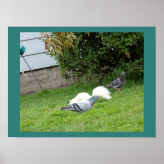 Poster do Esquilo Albino se Divertindo com Pombos