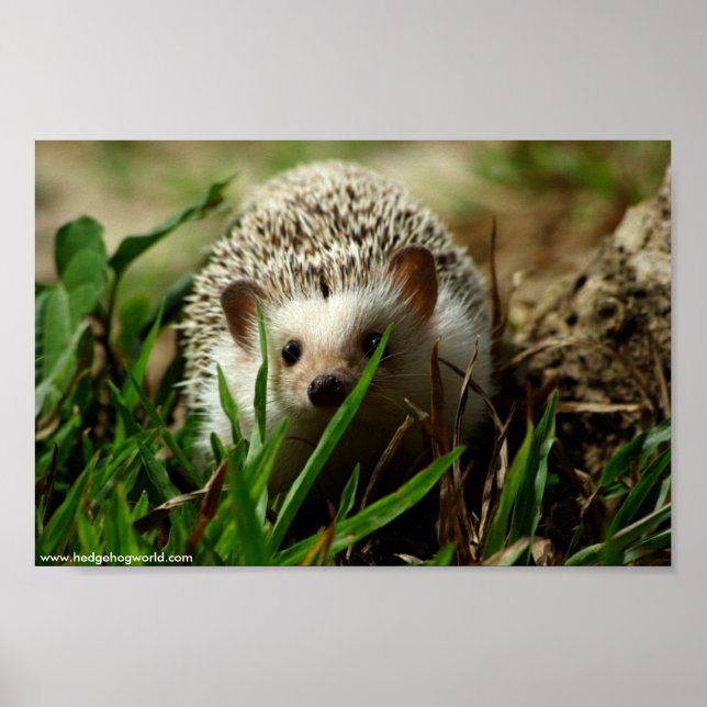 Poster do Explorer (Frente)