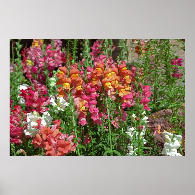 Poster do Festival Snapdragon (Frente)