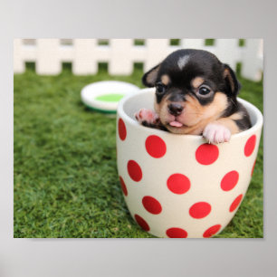 Poster do filhote de cachorro da chihuahua do