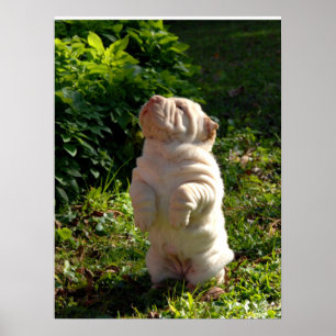 Poster do filhote de cachorro de Shar-pei do