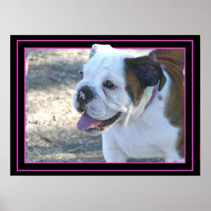 Poster do filhote de cachorro do buldogue