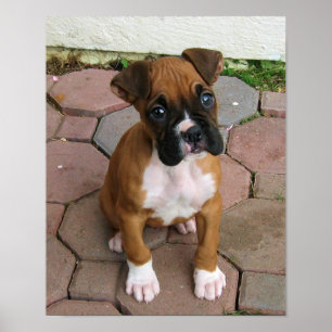 Poster do filhote de cachorro do pugilista